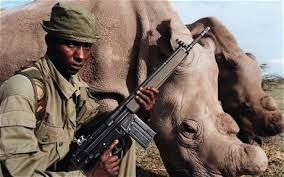 Rhinoceros  are hunted because of the value of their horns