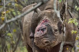 rhino without horns